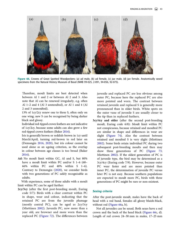 Moult, ageing and sexing of European Hoopoe, Bee-eater, Kingfisher and woodpeckers