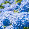 Nantucket Blue Hydrangea