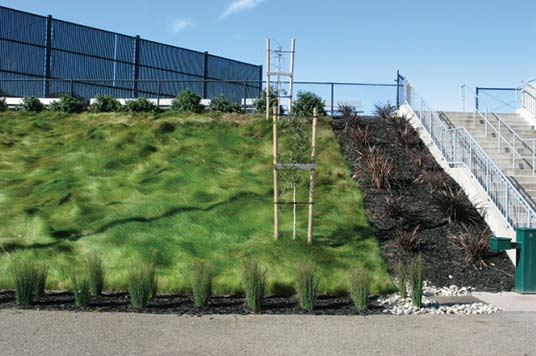 Rolling meadow effect Native Preservation Mix