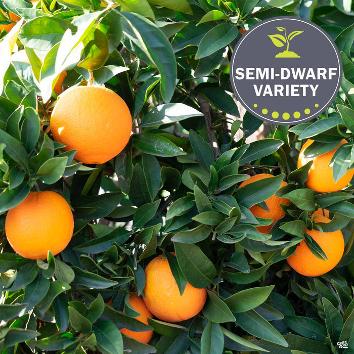 Navel Orange 'Cara Cara'