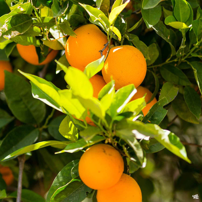 Navel Orange 'Cara Cara'
