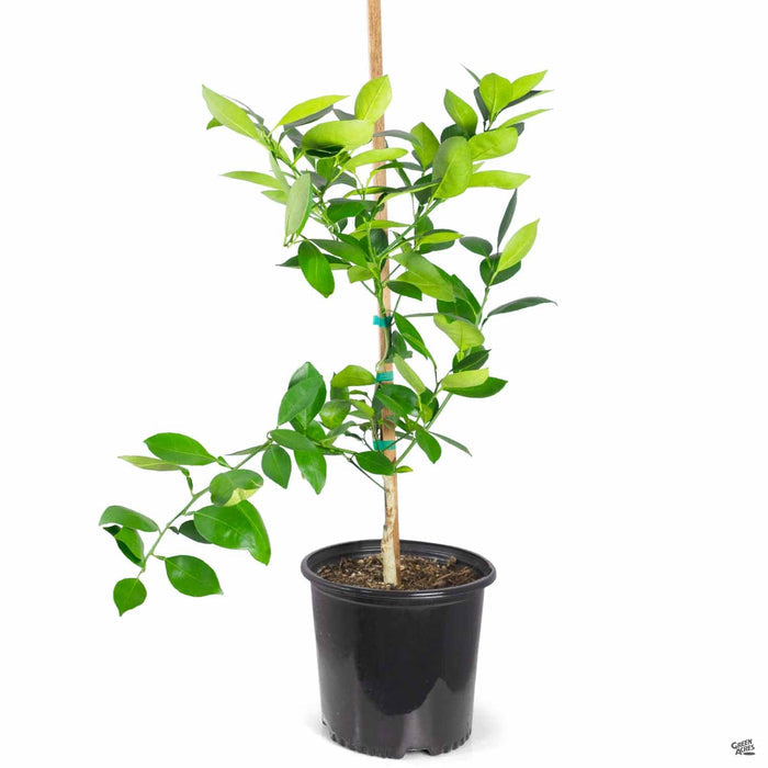 Navel Orange 'Cara Cara' 3 gallon