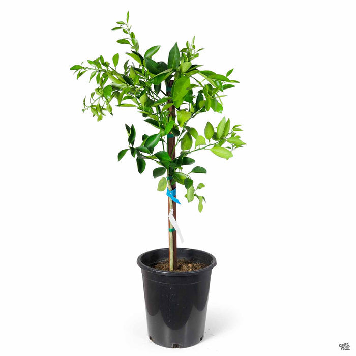 Navel Orange 'Cara Cara' 5 gallon