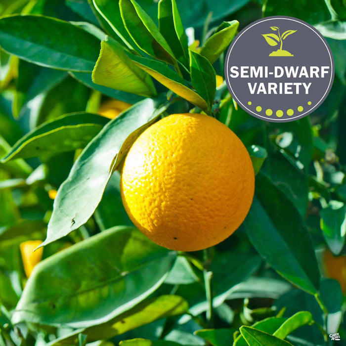 Navel Orange 'Washington'