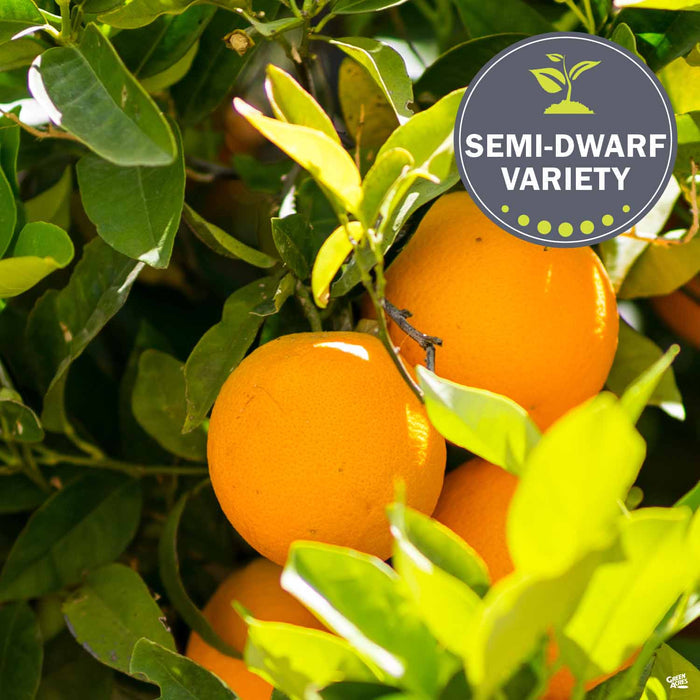 Navel Orange 'Washington'