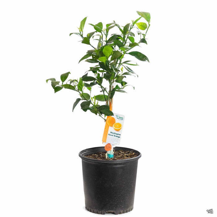 Navel Orange 'Washington' 3 gallon