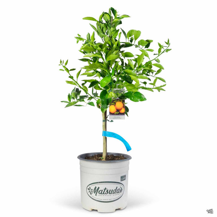 Navel Orange Washington 3 gallon Matsudas