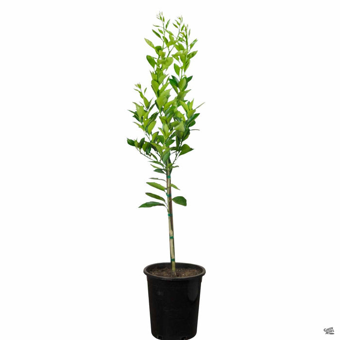 Navel Orange 'Washington' 5 gallon