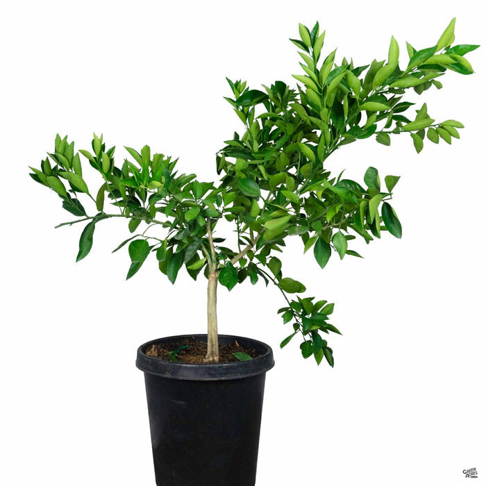 Navel Orange 'Washington' 15 gallon