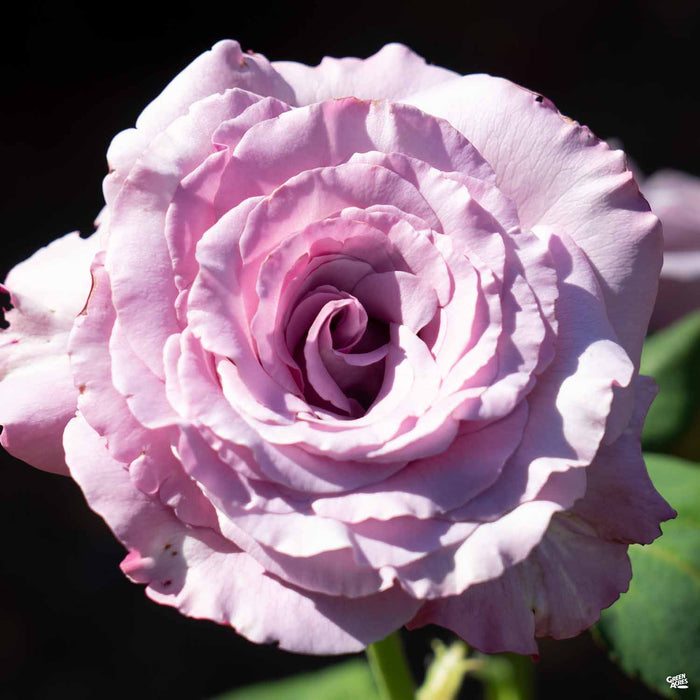Neptune Hybrid Tea Rose