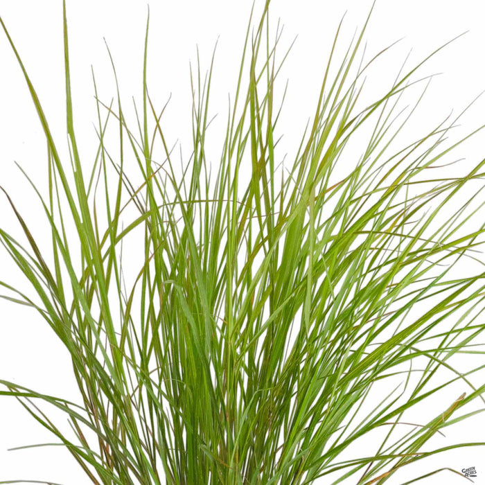 New Zealand Wind Grass