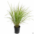 New Zealand Wind Grass 1 gallon