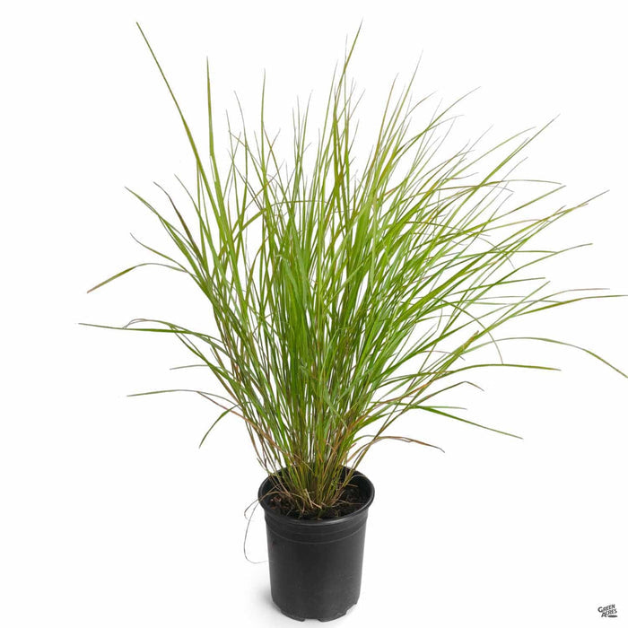 New Zealand Wind Grass 1 gallon