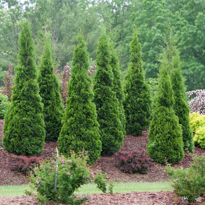 North Pole Arborvitae