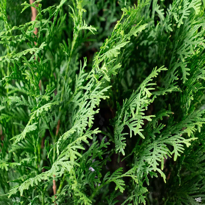 North Pole Arborvitae