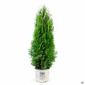North Pole Arborvitae 03T