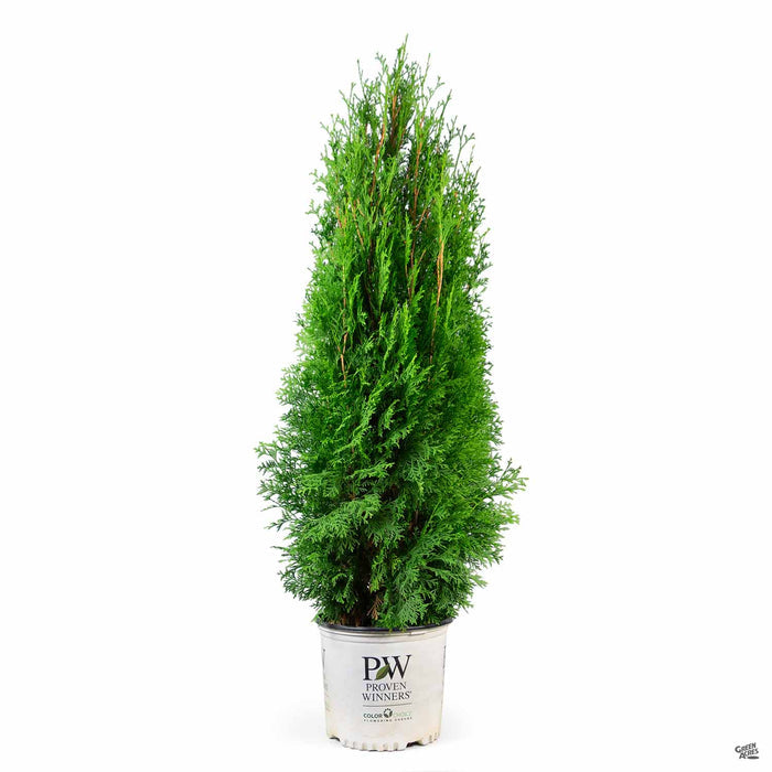 North Pole Arborvitae 03T