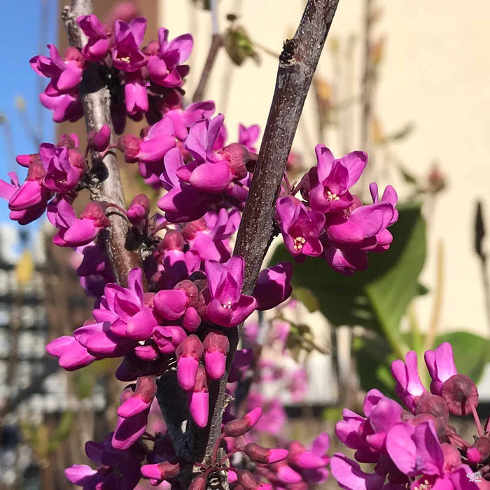 Oklahoma Redbud