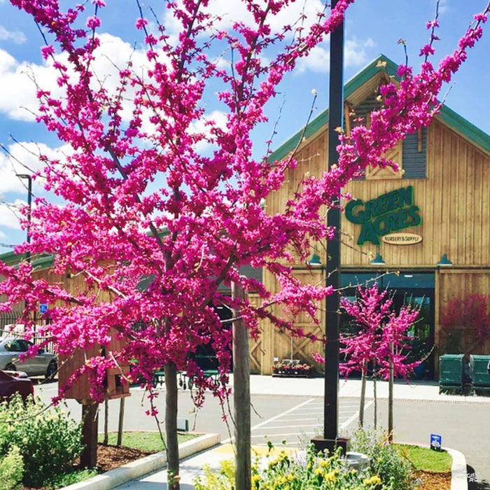 Oklahoma Redbud