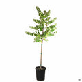Oklahoma Redbud 15 gallon standard