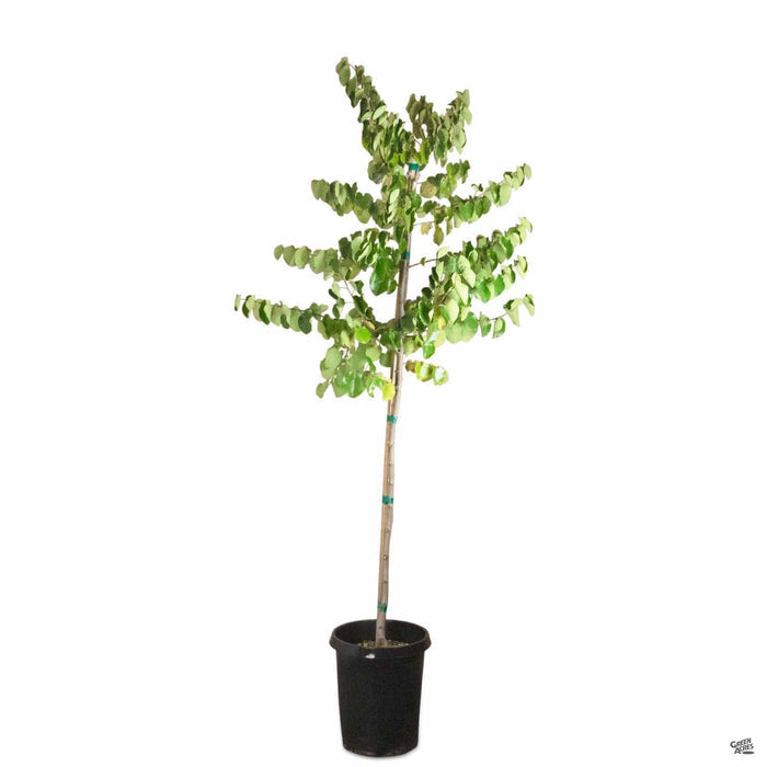 Oklahoma Redbud 15 gallon standard
