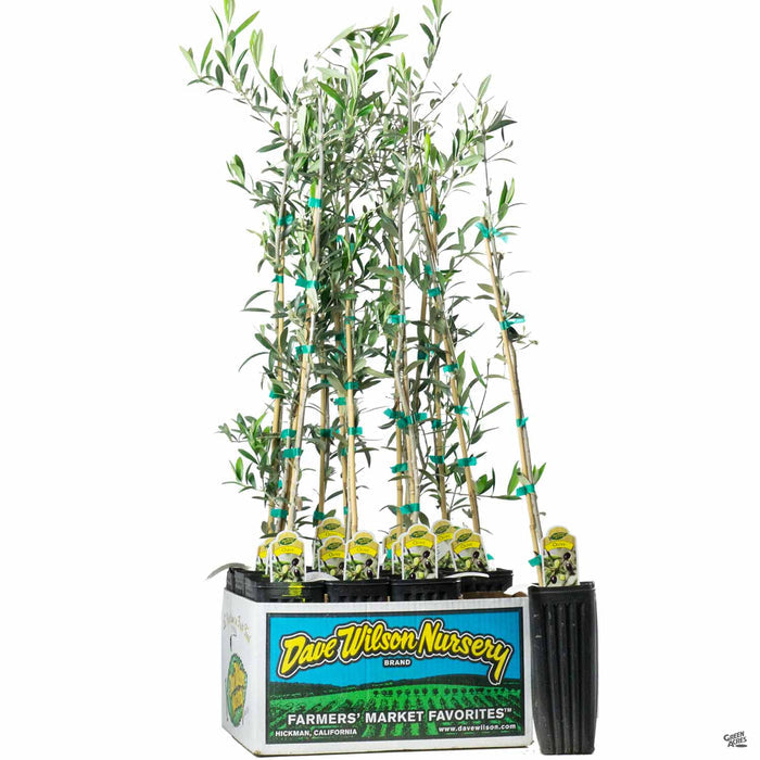 Olive 'Arbequina' - 4 inch sleeve
