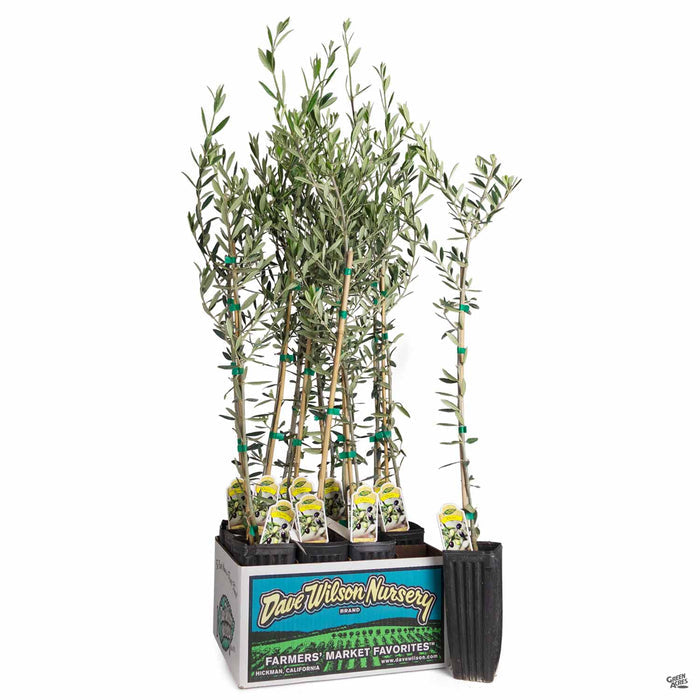 Olea 'Manzanillo' 4 inch sleeve