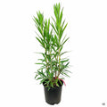 Red Oleander 3 gallon