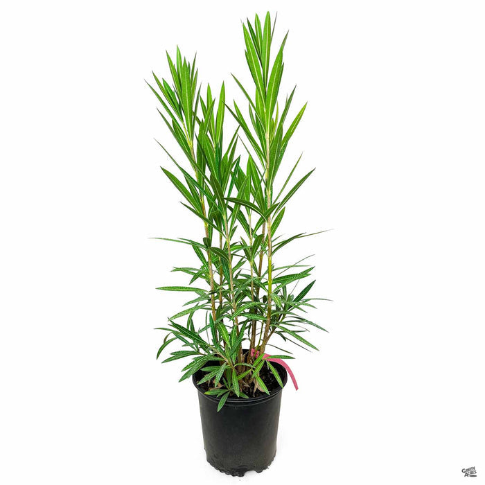 Red Oleander 3 gallon