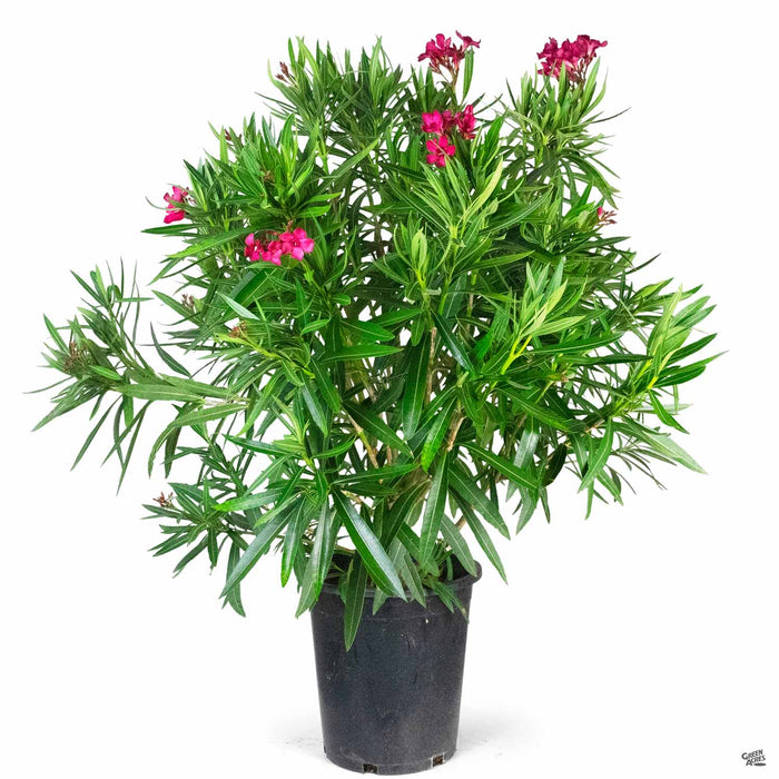 Red Oleander 5 gallon