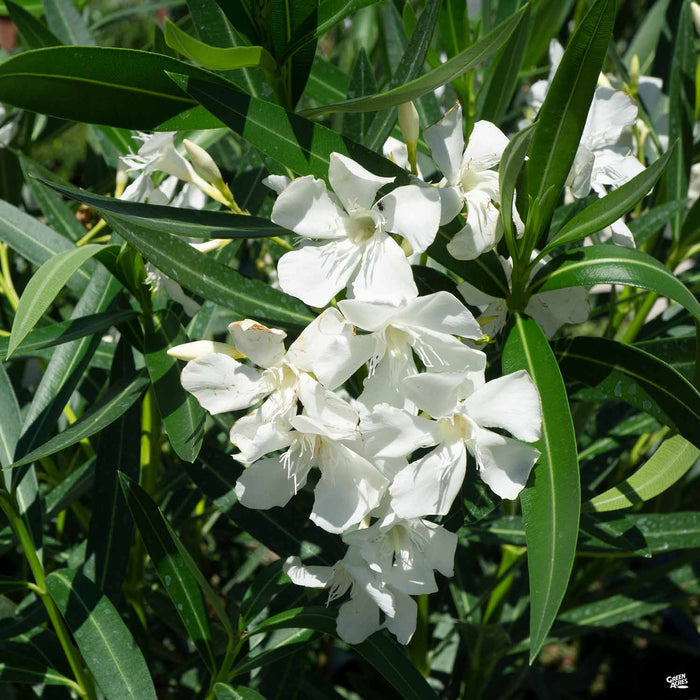 White Oleander