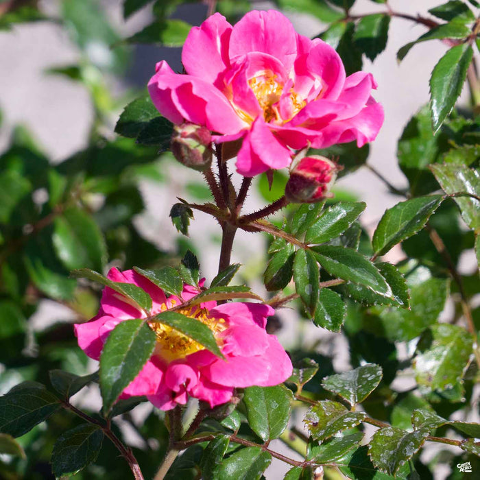 Rose 'Oso Easy Double Pink' (Pink)