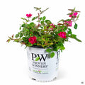 Rose 'Oso Easy Double Red' 02T