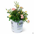 Rose 'Oso Easy Italian Ice' 02T