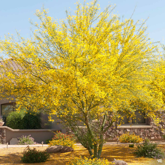 Palo Verde Multi Trunk