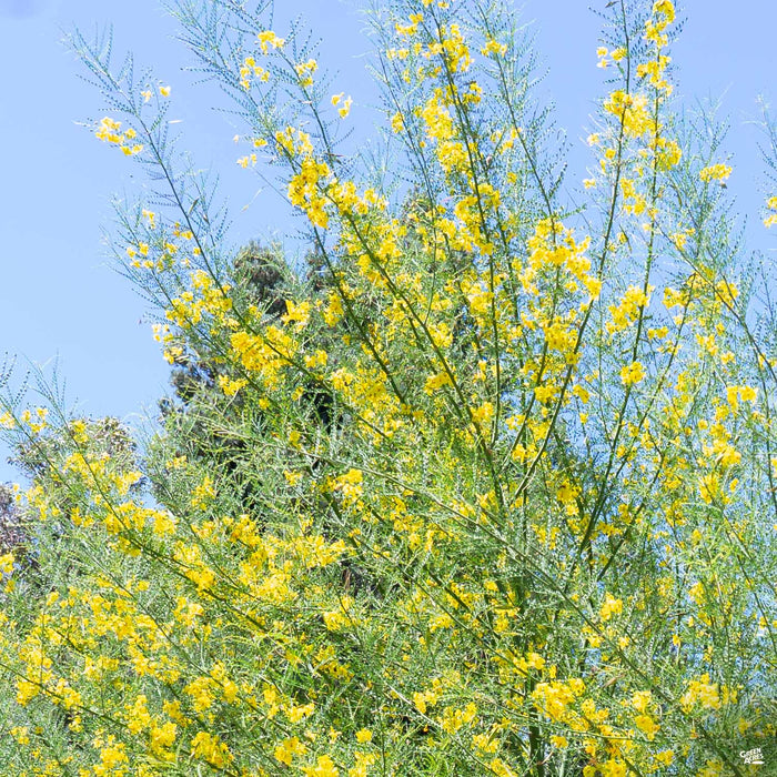 Palo Verde