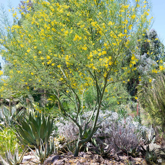 Palo Verde Multi-trunk