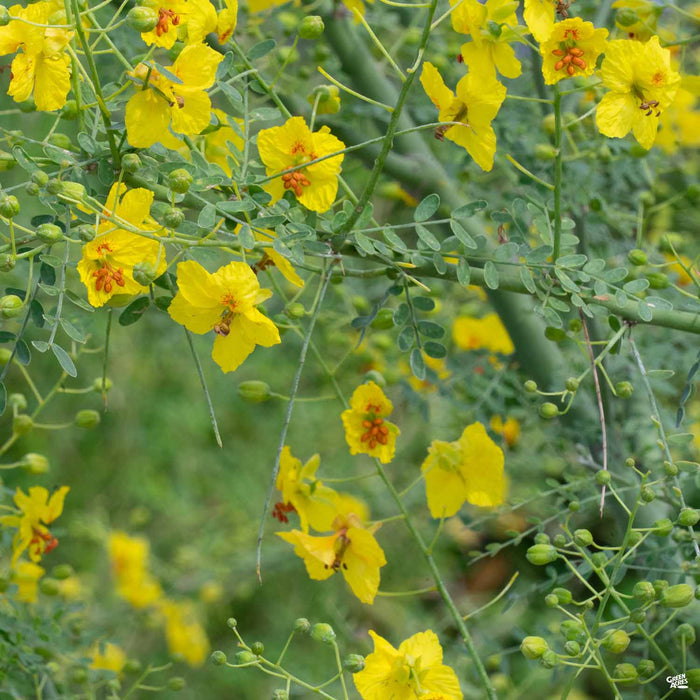 Palo Verde