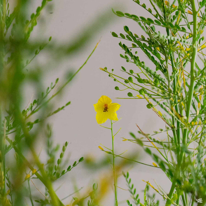 Palo Verde Desert Museum