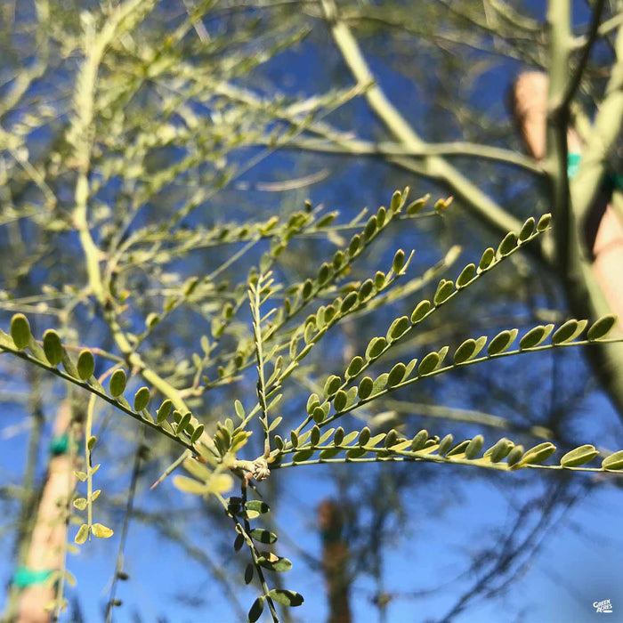 Palo Verde