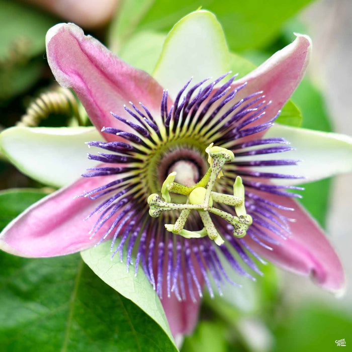 Passionflower