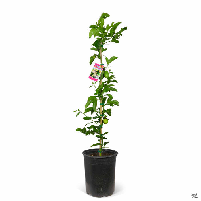 Passion Fruit 5 gallon