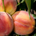 Peach 'Redhaven'