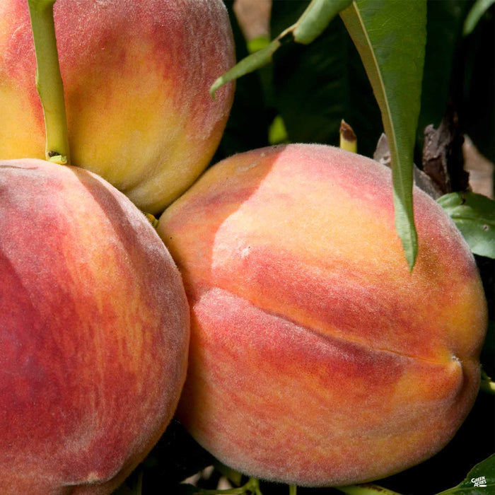 Peach 'Redhaven'