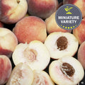 White Peach 'Snow Babe'