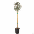 Feijoa sellowiana bloom 15 gallon standard trunk