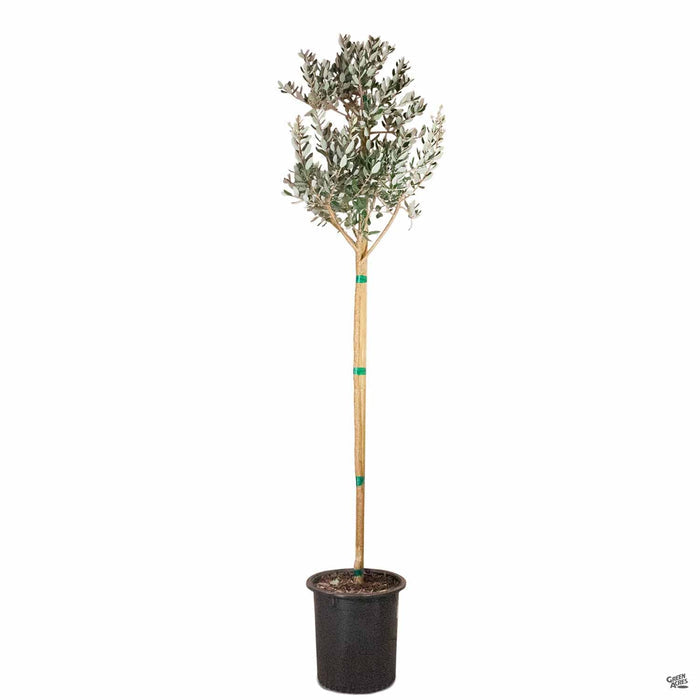 Feijoa sellowiana bloom 15 gallon standard trunk