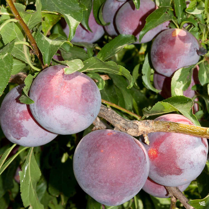 Plum 'Weeping Santa Rosa'