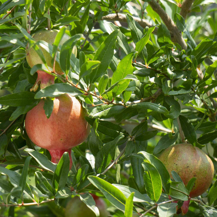 Pomegranate 'Wonderful'