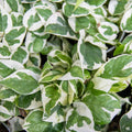 Pothos 'NJoy'